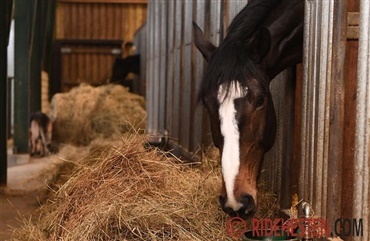 Hvad skal grovfoderet indeholde?