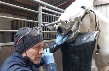 Tandn&oslash;rdens viden til hesteejeren 