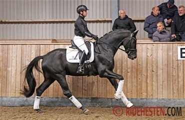L&oslash;rdag er eksamensdag for hingstene