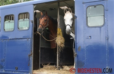 Nye regler for flytning af heste over gr&aelig;nser