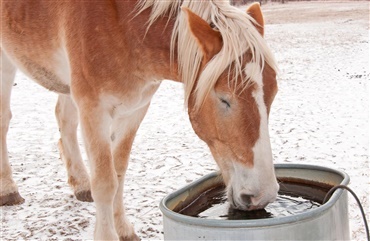 Otte tips til at holde hestens vand frostfrit