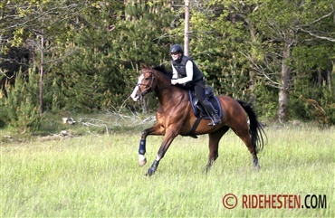 Konditionstr&aelig;ner du med hesten?