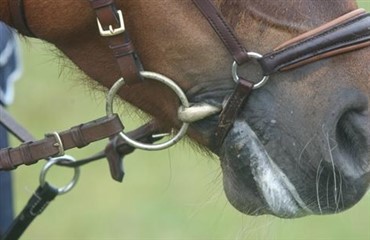 Ny forskning: Biddets effekt p&aring; hestens mund
