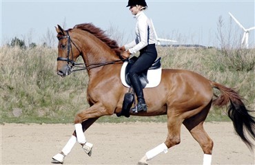 M&aring;nedens Sportshest - en af de mest lovende lille turs-heste i USA