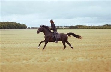 Dobbelt platin i USA til dansk hestefilm