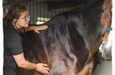H&oslash;js&aelig;son for hesteinfluenza – beskyt din hest