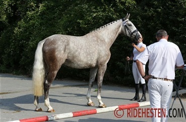 Henrik Hansens sidste hest er solgt