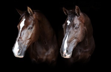 Valegro og Uthopia er g&aring;et bort