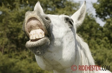 Forskere forklarer, hvordan heste vrinsker