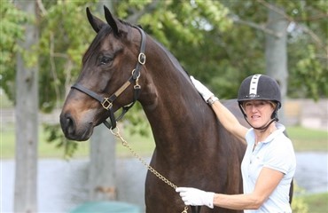 Tuny vinder med sine danske heste