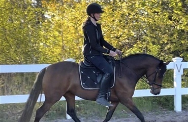 Pernille solgte sin pony p&aring; 24 timer