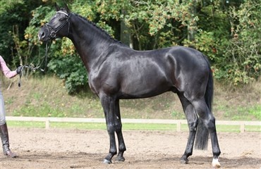 Ny hingst til Tailormade