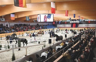 Seks pr&aelig;mierede springhingste