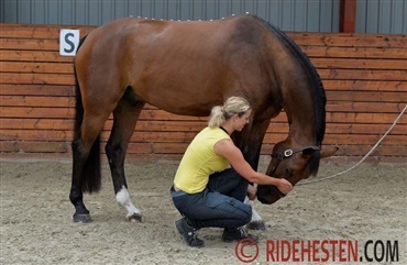 Er din hests ryg st&aelig;rk, symmetrisk og smidig?