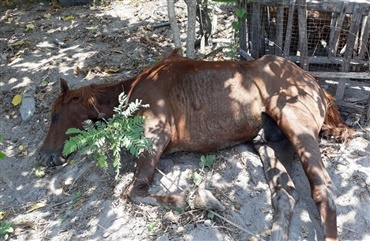 Afrikansk hestesyge: 500 heste d&oslash;de og tusindvis i fare