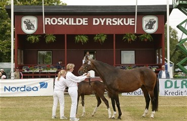 I denne weekend er der Roskilde Dyrskue
