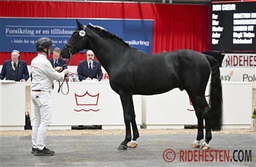 Bon Coeur udn&aelig;vnt til 'Oldenburger Future Sire'