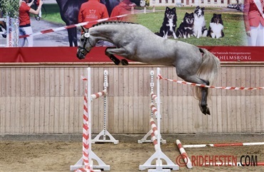 Godt gensyn med springhingstene