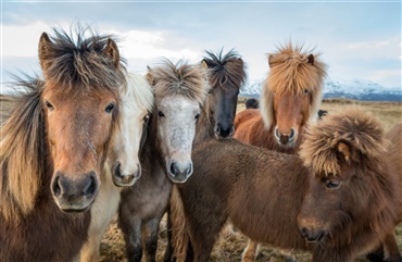 Indsigt i den islandske hest