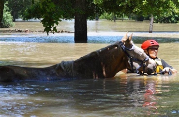 Hestene er ogs&aring; h&aring;rdt ramt af orkanen Harvey 