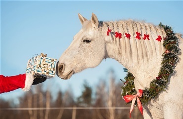 Seks ting din hest virkelig &oslash;nsker sig til jul
