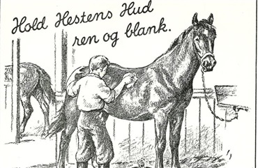 Hold hestens hud ren og blank