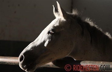 ISES konferencen i Rom: En passion for hestevelf&aelig;rd