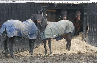 Hestene skal have det godt om vinteren