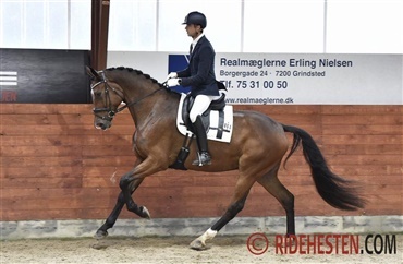 De syv topplacerede 4-&aring;rs i dressurchampionatet