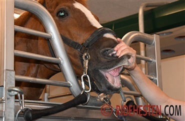 N&aring;r hesten har konstant ondt i sin mund