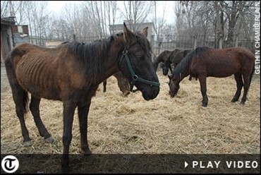 Heste sulter efter Rom&aelig;nien forbyder hestevognsk&oslash;rsel