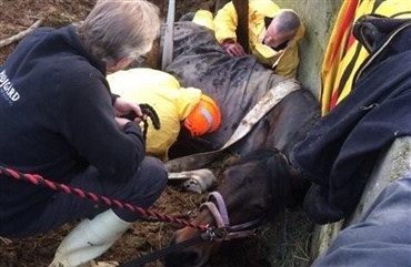 Stor redningsaktion: Hest faldet i gylletank