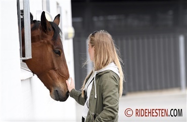 Har du k&oslash;bt din hest p&aring; Ridehesten?