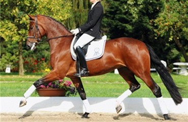 Deep Love til Helgstrand Dressage 