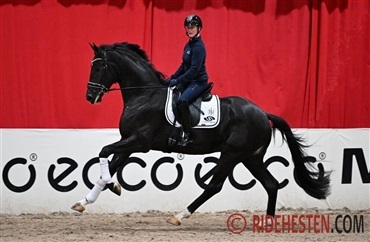 DV-hingst best&aring;et KWPN-afpr&oslash;vning