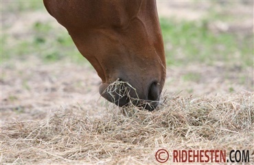 Hvorfor er grovfoderet s&aring; vigtigt?