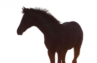 EU-regler strammer kravene til hestepas