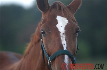 Udsolgt Hestekongres 2018 afholdes i morgen