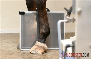 Dyrl&aelig;gepriser stiger hurtigere end inflationen – 47% siden 2020