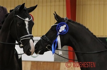 Rideligheden kommer f&oslash;rst