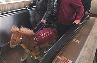 Miniatureheste som handicaphj&aelig;lpere