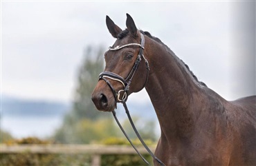 Fl&oslash;jhingst til Sprehe for 3 mio dkk