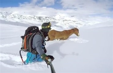 Fantastisk redning af hest i dyb sne