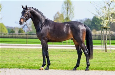 Endnu en DV-hingst p&aring; tysk station
