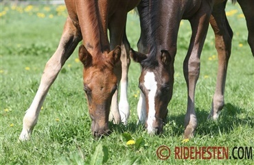 Ny genetisk test kan vise hestens fertilitet