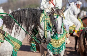 Hestebillede nomineret til verdens bedste pressefoto