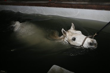 Hest tog sv&oslash;mmetur i pool