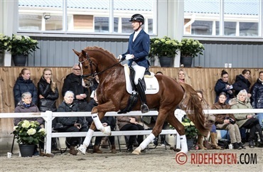 En for&aring;rsdag i dressurhesteavlens tegn