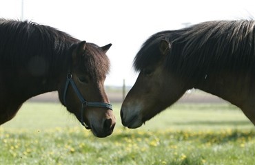 Eksporten af islandske heste genoptages