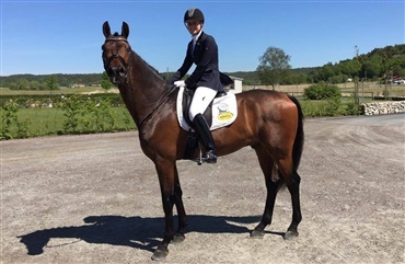 DV-hest vinder svensk 4-&aring;rs kvalifikation til Falsterbo